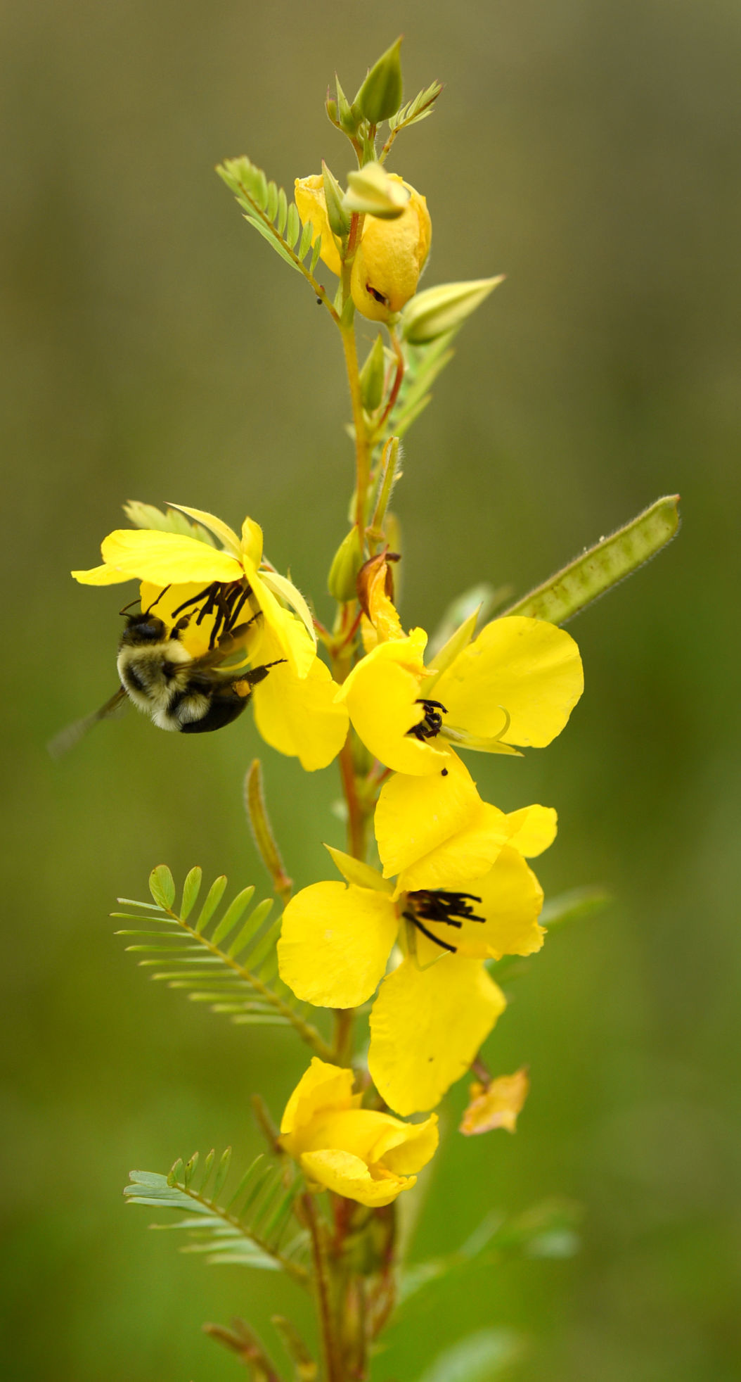 Pollinators